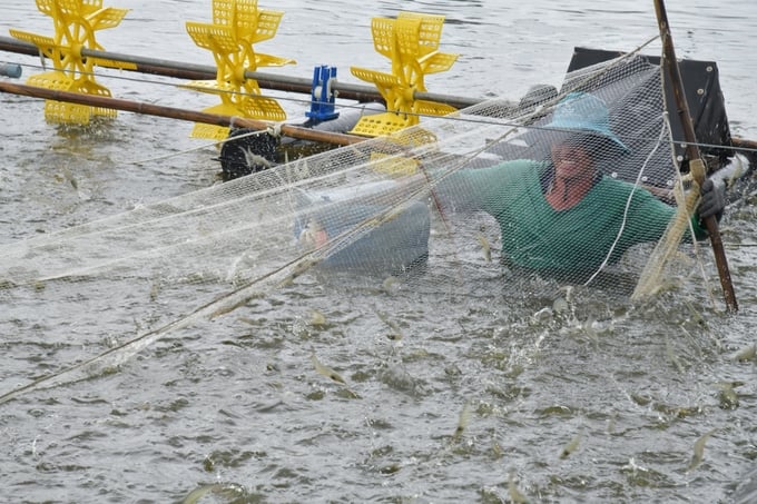 Vietnam's shrimp industry in 2024 is expected to continue to face many difficulties and challenges. Photo: Hong Tham.