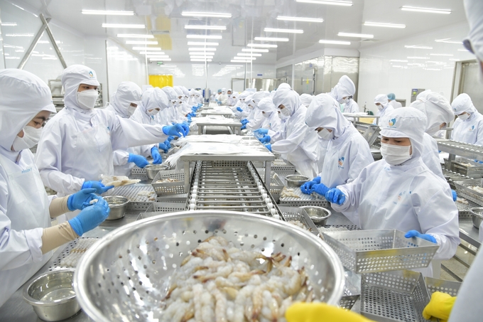 Vietnam's shrimp exports of all kinds in January 2024 reached more than $ 239 million. Photo: Hong Tham. 