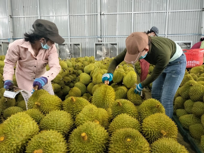 Durian prices are at a high level. Photo: Minh Dam.
