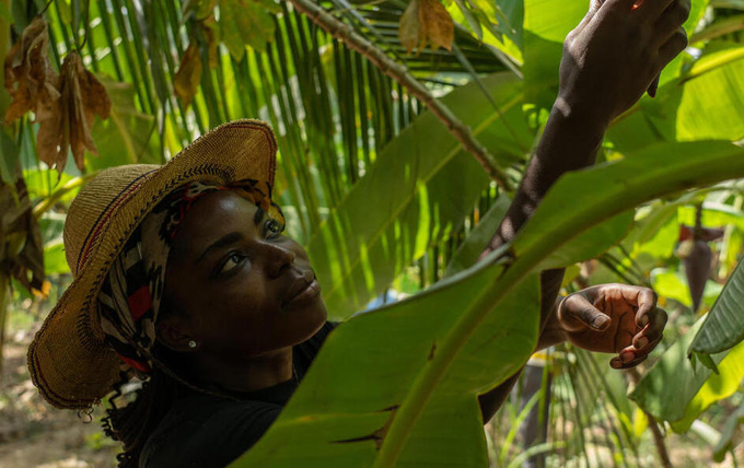 A woman entrepreneur inspecting plantain fruits.