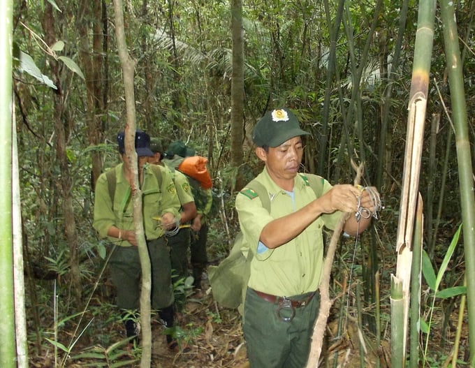 Forest rangers from Chumomray National Park dismantling animal traps. Photo: Dang Lam.