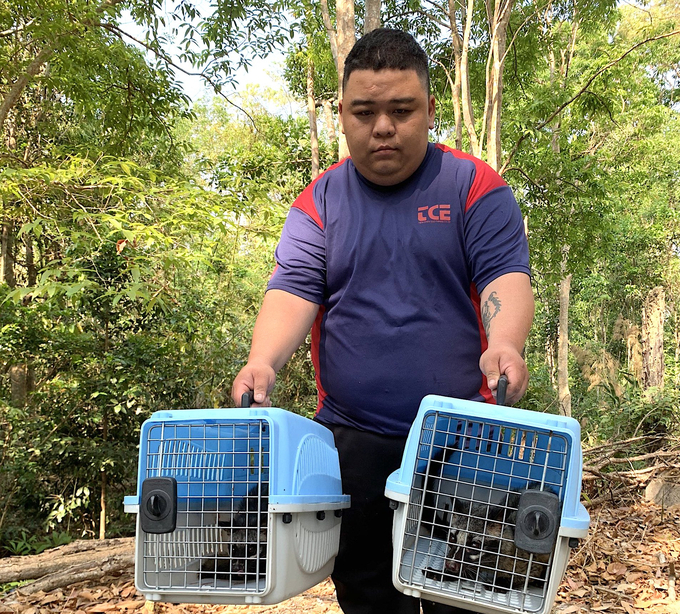 Chumomray National Park releasing a civet back into the wild. Photo: Dang Lam.