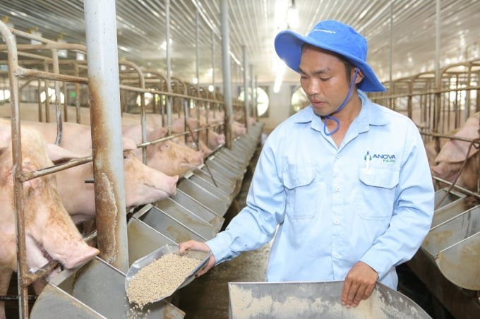 Model of raising pigs on a closed farm. Photo: TL.