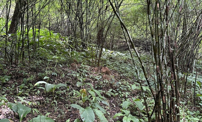 Đa phần rừng nằm trong dự án thực hiện hồ chứa nước Ka Pét là các loại tre nứa, cây hỗn tạp. Ảnh: TS.
