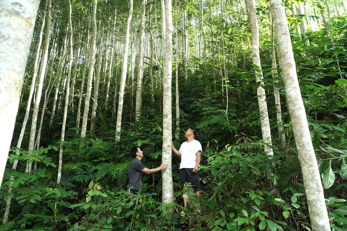 Trồng rừng gắn với chế biến lâm sản giúp người dân miền núi ở Bắc Kạn có nguồn thu nhập ổn định. Ảnh: Ngọc Tú. 