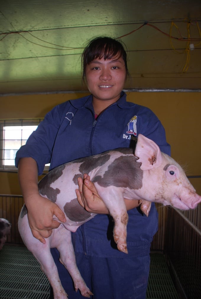 Industrial livestock farming will easily meet export standards. Photo: Duong Dinh Tuong.