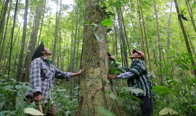 Natural forests are found in Chenh Venh village, Huong Phung commune, Huong Hoa district, Quang Tri province. This place successfully piloted the sale of carbon credits to the World Bank in 2023. Photo: TL.