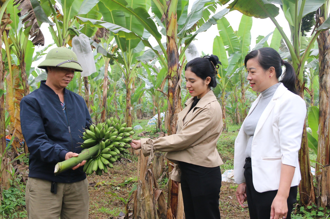 Anh Nguyễn Cao Cường - Giám đốc HTX trồng chuối ngự xã Yên Hợp, huyện Văn Yên đã thành công trong việc đưa sản phẩm vào siêu thị. Ảnh: Thanh Tiến.