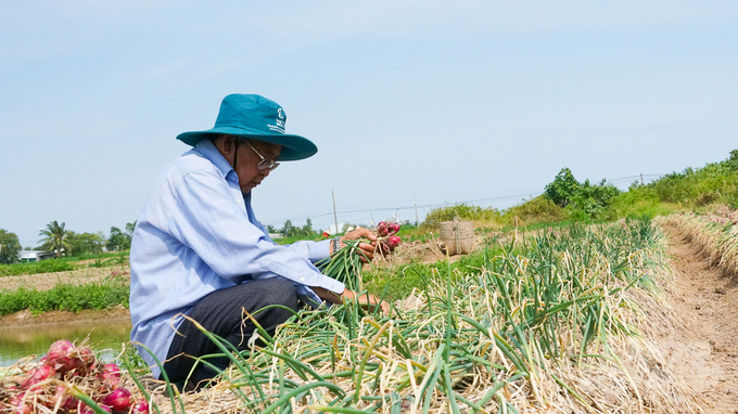 Nhờ canh tác hành tím theo hướng hữu cơ, HTX nông nghiệp Samaki có vụ mùa thắng lợi, sản phẩm được tiêu thụ với giá cao hơn thị trường từ 5 – 10%. Ảnh: Kim Anh.