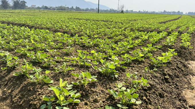 Lạc là cây trồng rất phù hợp để đưa vào sản xuất tại các diện tích đất lúa kém hiệu quả ở Hà Tĩnh. Ảnh: Ánh Nguyệt.