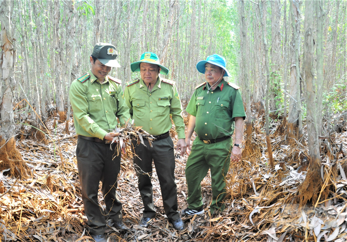 Nhiều diện tích rừng tràm ở huyện Hòn Đất hiện đã cạn kiệt nguồn nước, lớp thực bì khô hanh, nguy cơ xảy ra cháy rừng rất cao và khi xảy ra cháy sẽ gặp rất nhiều khó khăn trong công tác chữa cháy do thiếu nguồn nước. Ảnh: Trung Chánh.