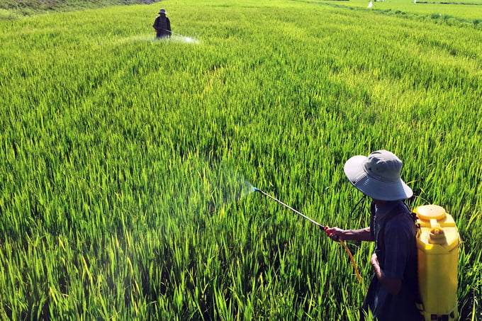 Đã có hơn 400ha lúa xuân ở Thừa Thiên - Huế bị nhiễm bệnh đạo ôn. Ảnh: CĐ.