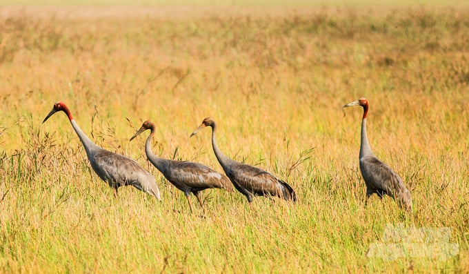 Four red-crowned cranes were reported to have returned to Tram Chim National Park in Tam Nong District, Dong Thap Province in early 2024. Photo: Le Hoang Vu.