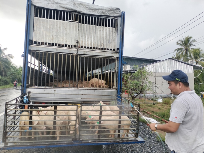 Mọi hoạt động chăn nuôi, vận chuyển, giết mổ, buôn bán lợn và sản phẩm từ lợn trên địa bàn xã Xuân Đông kể từ ngày công bố hết dịch được diễn ra bình thường. Ảnh: Minh Đảm.