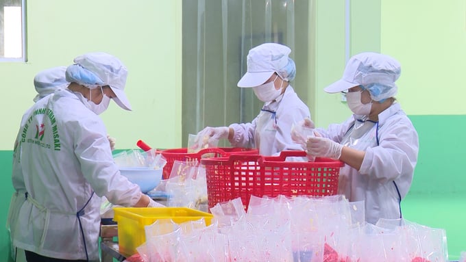 Building a chain of links, growing, and processing agricultural products is the way to help mountain people escape poverty sustainably. Photo: Ngoc Tu.