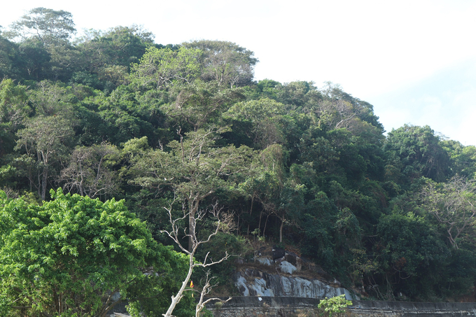 Vai trò đặc biệt của rừng trên đảo Hòn Khoai là bảo vệ, nuôi dưỡng những loài động vật quý hiếm. Ảnh: Mai Phương.