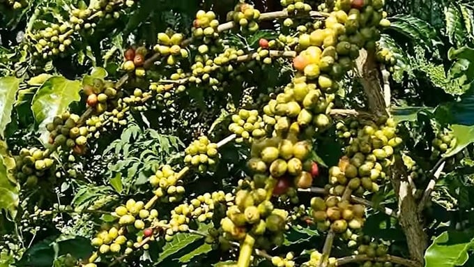 Update on the latest domestic and world coffee prices on 03/09/2024