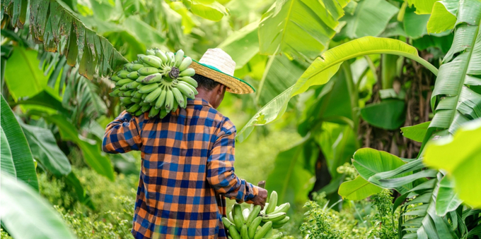 The export volume of the fruit has seen a massive growth over the last three decades.