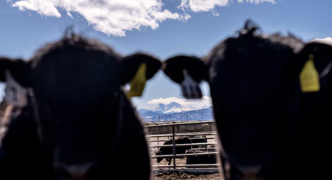 A feedlot at Colorado State University's research pens in Fort Collins, Colo., in 2023. 