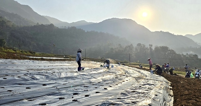 The project of growing medicinal herbs associated with on-site processing promises to help many ethnic minority households in Ba Be district escape poverty. Photo: Ngoc Tu.