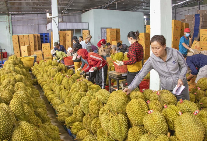 The market share of Vietnamese fruits and vegetables in the Chinese market nearly doubled from 8% in 2022 to 14% in 2023.