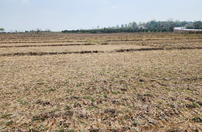 Một số khu vực tại Đắk Lắk khô hạn, không còn nước sản xuất. Ảnh: Quang Yên.