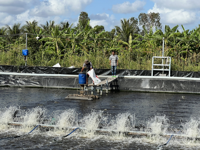 Mô hình tuần hoàn nước đang được nhiều hộ nuôi tôm tại tỉnh Cà Mau áp dụng thành công. Ảnh: Trọng Linh.