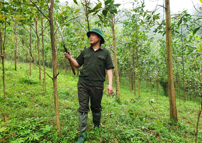 Hiệu quả tích cực từ trồng rừng gỗ lớn đã thu hút người dân Hà Tĩnh đăng ký tham gia chứng chỉ rừng bền vững FSC tăng lên chóng mặt. Ảnh: Thanh Nga.
