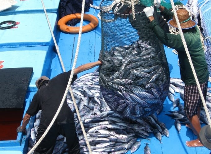 Caught seafood must be exploited in legal waters and have a clear origin to be certified. Photo: V.D.T.