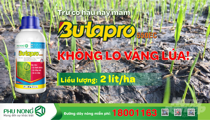 Sản phẩm Butapro 550EC diệt trừ triệt để các nhóm cỏ đuôi phụng, cỏ lồng vực và cỏ lá rộng, không gây vàng lúa. Ảnh: PN.