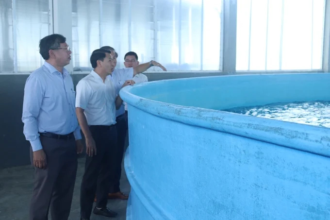 The Deputy Director of the Department of Agriculture and Rural Development of Binh Thuan province, visited Nam Mien Trung Group's shrimp seed production facility. Photo: Mai Phuong.
