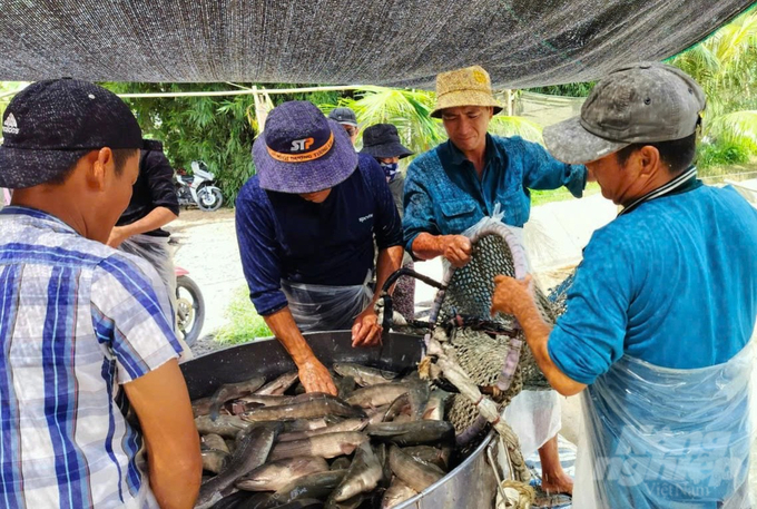 Thời điểm hiện tại người nuôi lỗ khoảng 3.000 đồng/kg cá lóc thương phẩm. Ảnh: HT.