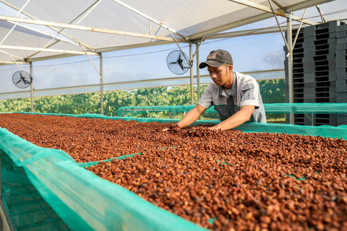 Coffee drying at a farm in the Central Highlands. Photo: Son Trang.