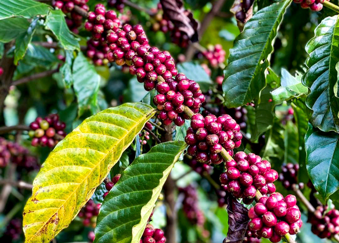 Vietnam's coffee production in the 2023/2024 crop is projected to decrease by 10%. Photo: Son Trang.