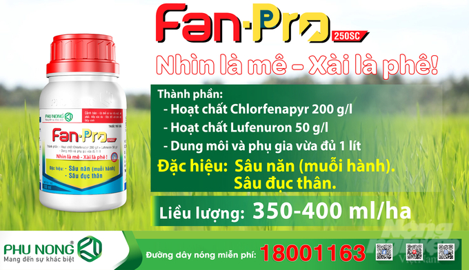 Sản phẩm Fanpro 250SC là thuốc trừ sâu phổ rộng, tác động lên hệ thần kinh, ngăn chặn quá trình lột xác của sâu làm sâu chết trong vòng 3 ngày, ngăn ngừa sâu hại bộc phát. Ảnh: PN.