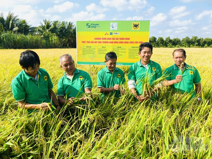 During the 2023-2024 crop, four major businesses jointly implemented the first iteration of the smart rice farming model in the Mekong Delta region. Photo: Le Hoang Vu.