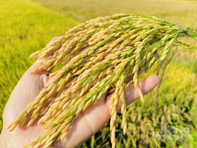 Smart rice farming helps reduce costs and improve rice quality. Photo: Le Hoang Vu.