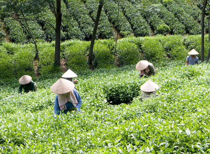 Tea exports increased sharply in the first 2 months of this year.