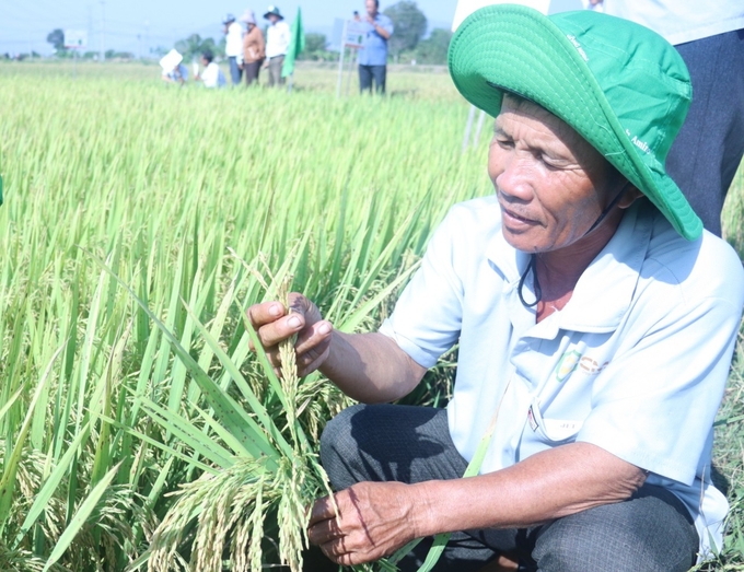 Giống lúa Hưng Long 555 đẻ nhánh khá, đạt 255 - 265 bông/m2. Chiều cao cây trung bình 92 - 95cm, cây khỏe, cứng. Ảnh: Mai Phương.