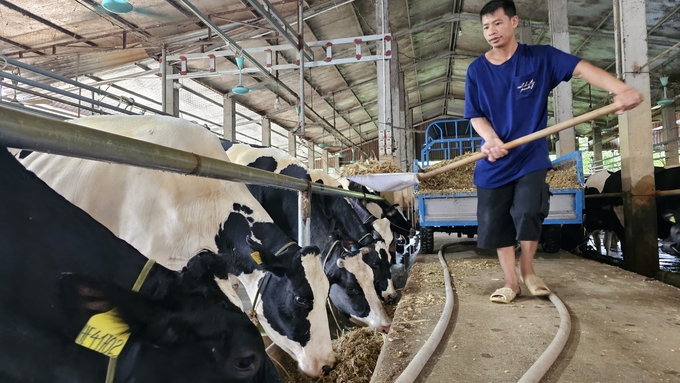 Nghề nuôi bò sữa ở huyện Vĩnh Tường, tỉnh Vĩnh Phúc. Ảnh: HA.