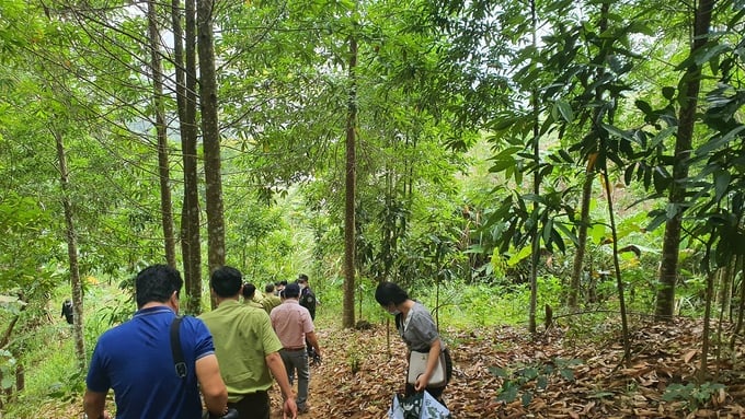 Forest coverage in Quang Nam province is currently nearly 59%. Photo: L.K.