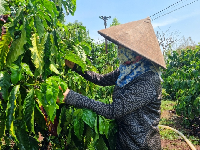 Rệp sáp gây hại trên cây cà phê khiến nhiều hộ dân đau đầu. Ảnh: Tuấn Anh.