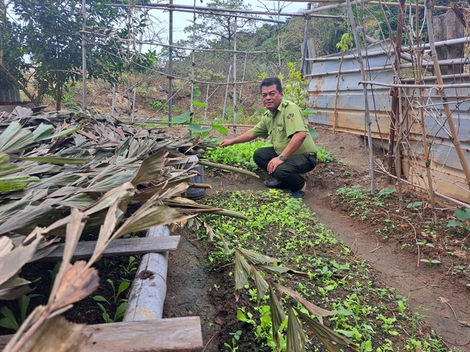 Mr. Huynh Tuan Kiet, the District Head of the Forest Ranger Department of Hon Khoai island cluster, takes care of the vegetable garden to improve life. Photo: Mai Phuong.