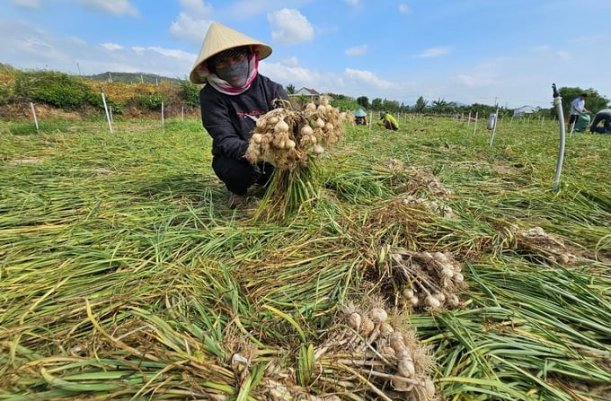 Nông dân Khánh Hòa bước vào vụ thu hoạch tỏi niên vụ 2023 - 2024. Ảnh: KS.