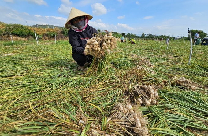 Nông dân Khánh Hòa bước vào vụ thu hoạch tỏi niên vụ 2023 - 2024. nong duoc viet nam