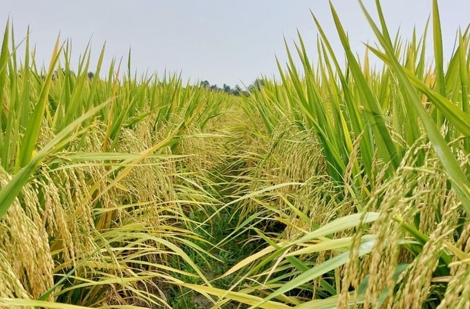Hiện, giống lúa Hương Châu 6 được Vinarice đưa vào phát triển tại hầu hết các tỉnh khu vực ĐBSCL.