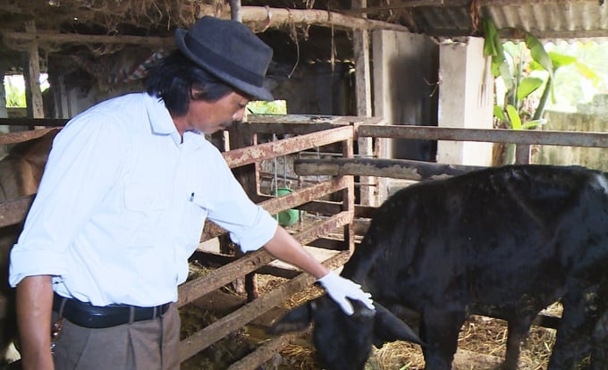 Cán bộ thú y kiểm tra, hướng dẫn người chăn nuôi chăm sóc, điều trị cho gia súc bị bệnh. Ảnh: TN.