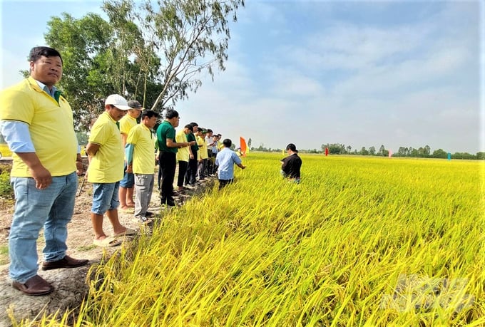 The model helps reduce production costs, increase productivity, and achieve higher rice quality, resulting in an additional profit of VND 3.8 million per hectare. Photo: Trung Chanh.