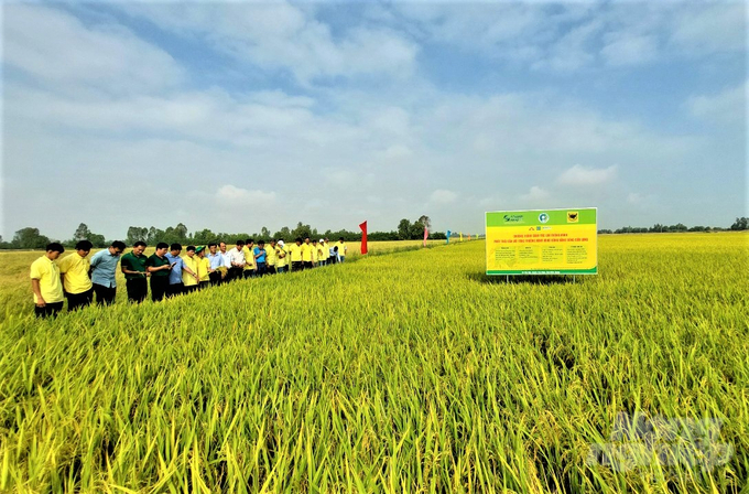 The smart rice cultivation model with low emissions associated with green growth in the Mekong Delta applies integrated technical solutions from various enterprises, helping to reduce costs and increase profitability. Photo: Trung Chanh.