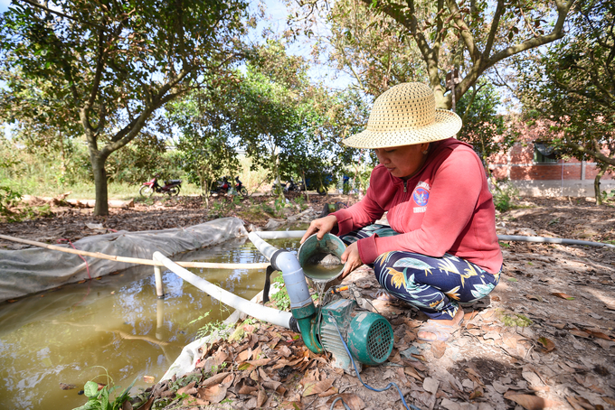 Severe drought and salinity in 2020 affected the rambutan growing area in Ben Tre. Photo: Tung Dinh.